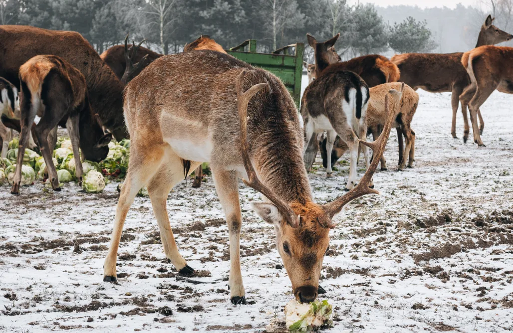AlohaCamp accommodation Ranczo Targówka - Glampy 1