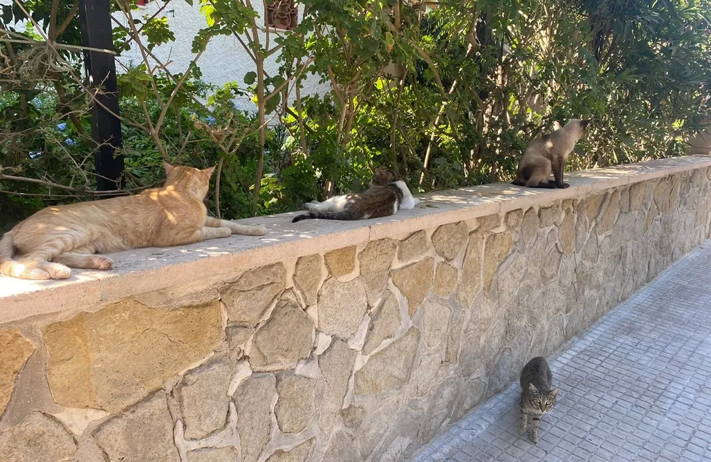 AlohaCamp Cala Mesquida 1