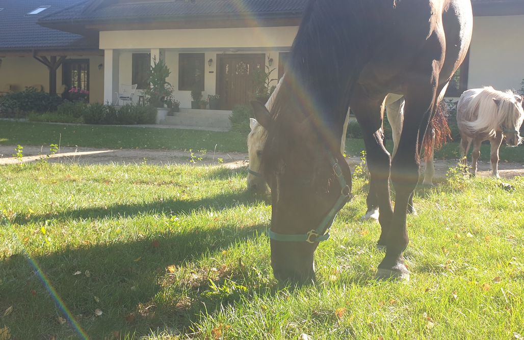 AlohaCamp Pokój 2 os. – Zielone Drzwi 1