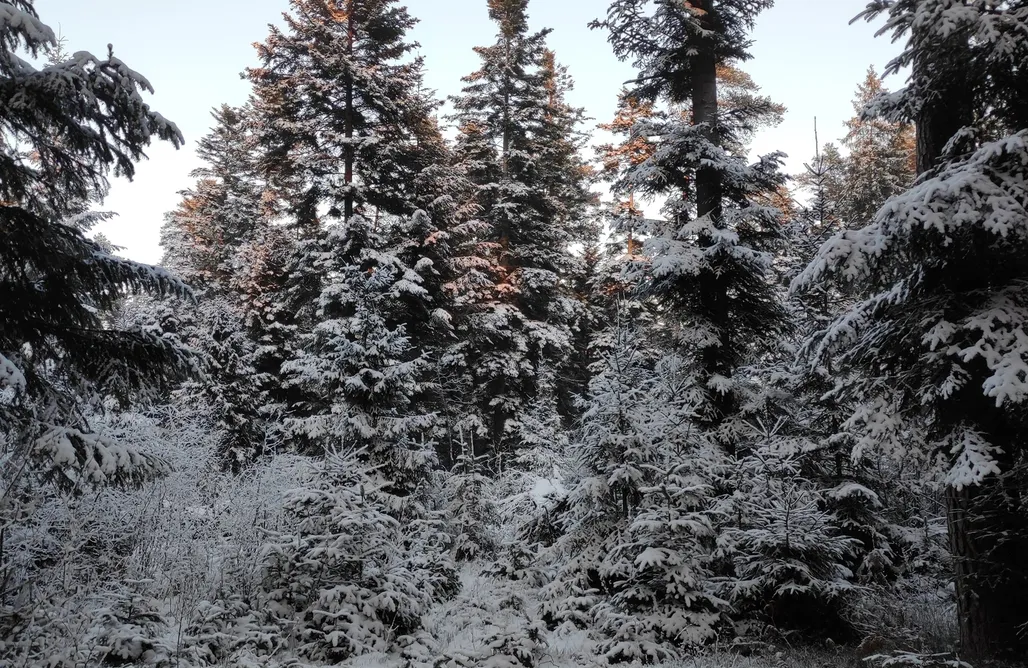 AlohaCamp accommodation Chałupka na Brodziakach 1