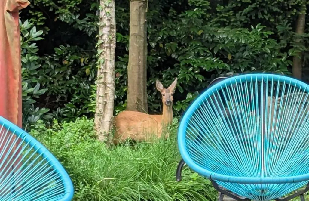 Unterkunft AlohaCamp kuscheliges Waldhaus Kaminknistern 4