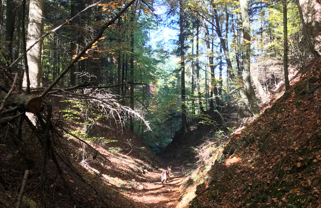 AlohaCamp Chatka nad winnicą 1