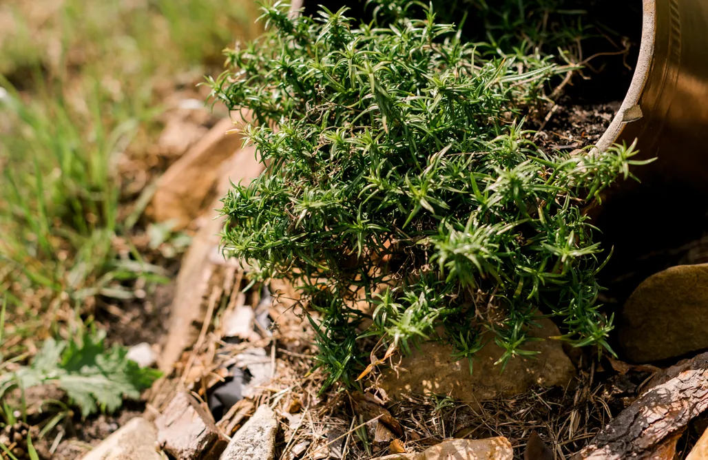 noclegi AlohaCamp Starodawna Chata 5