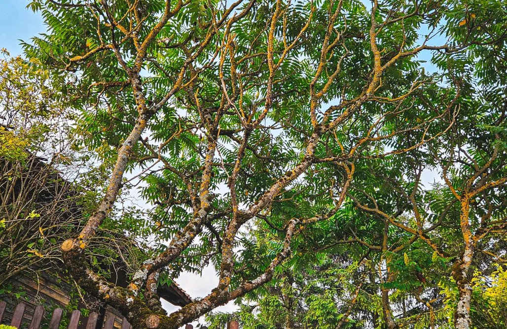 AlohaCamp Domek nr 2 1