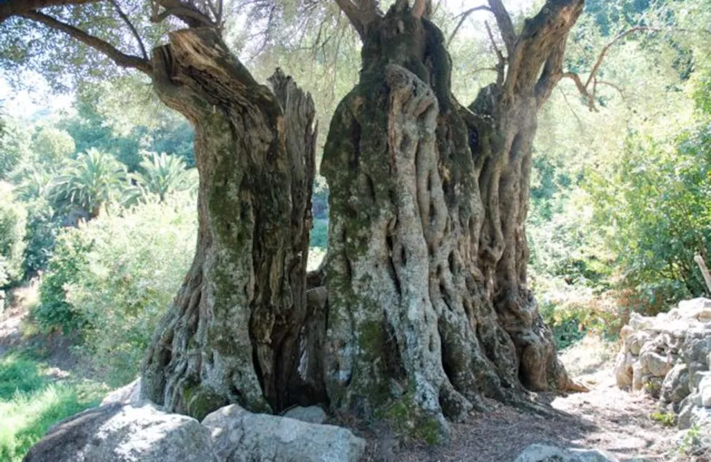 Alloggio AlohaCamp Mini villa à Costa di sognu avec nature et calme 5
