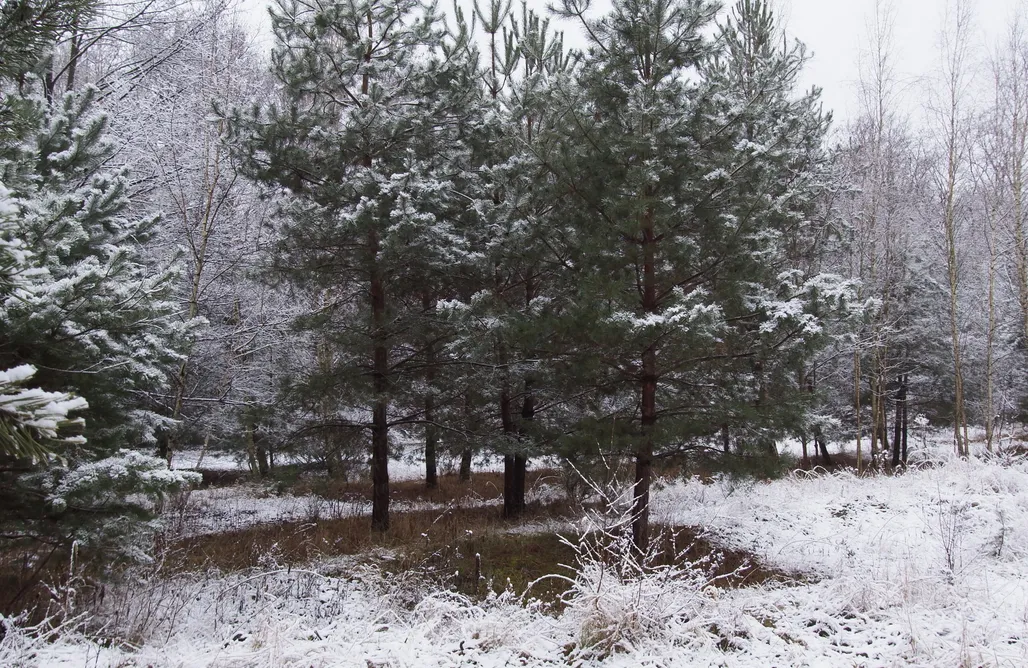 AlohaCamp In The Wood - Drewniany Domek 1