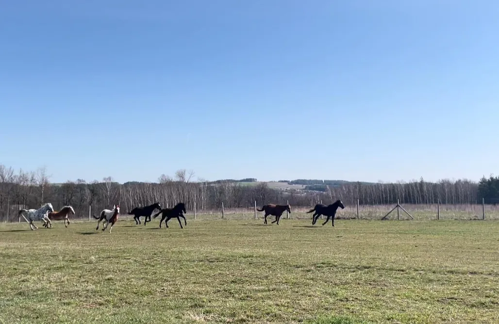 noclegi AlohaCamp Miejsce kamperowe i namiotowe - Stajnia Nad Strumykiem 3
