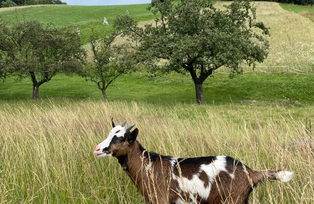 AlohaCamp Miejsce na łące 1