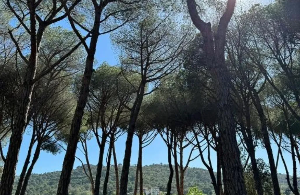 Bungalows en Costa Brava Camping Pla de la Torre: Tiny Houses 3