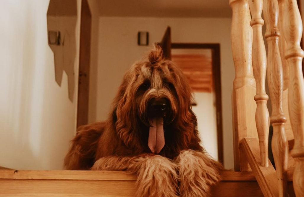 AlohaCamp Dom wypoczynkowy  1