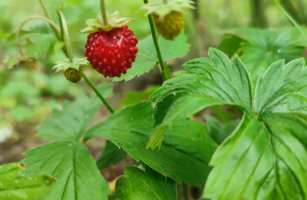 alojamientos AlohaCamp Węgiełek Treehouse 1