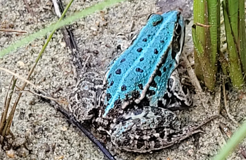 noclegi AlohaCamp Willa Leśne Zacisze  1