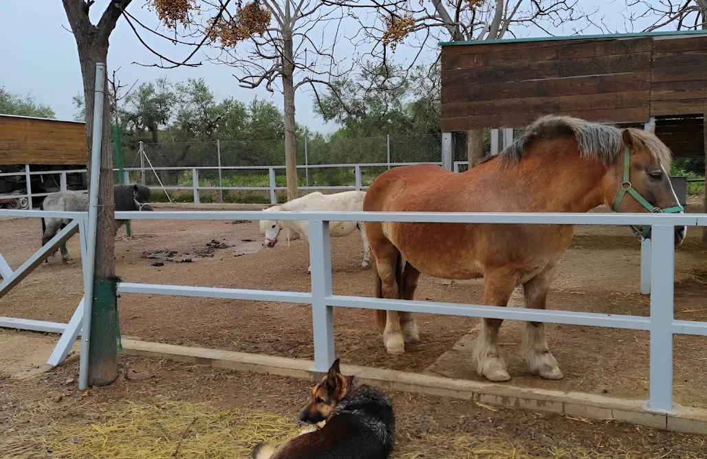 AlohaCamp accommodation Tienda de Algodón 1