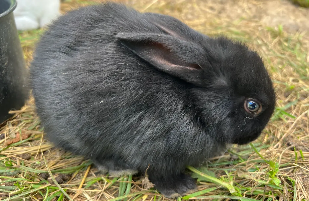 AlohaCamp Cabane Ecureuil 1