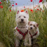 w_kokosowym_swiecie użytkownik