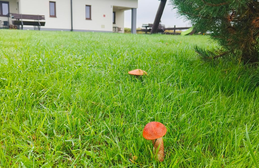 AlohaCamp Domki Bilikówka 1