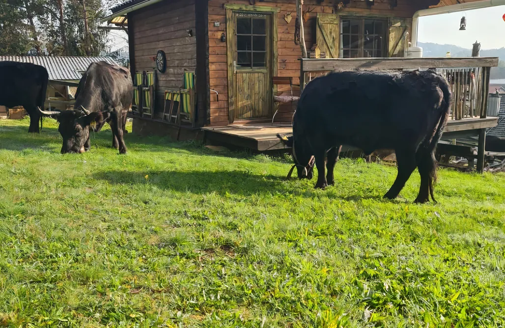 Unterkunft AlohaCamp Holzhaus alleine am Waldrand 1