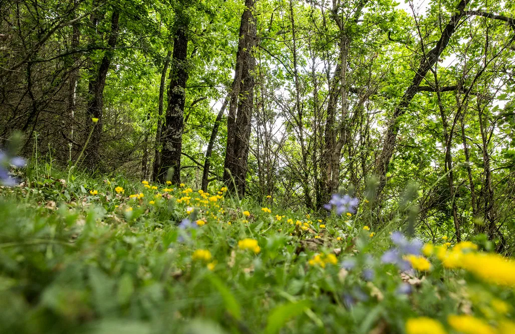 AlohaCamp La Font  1