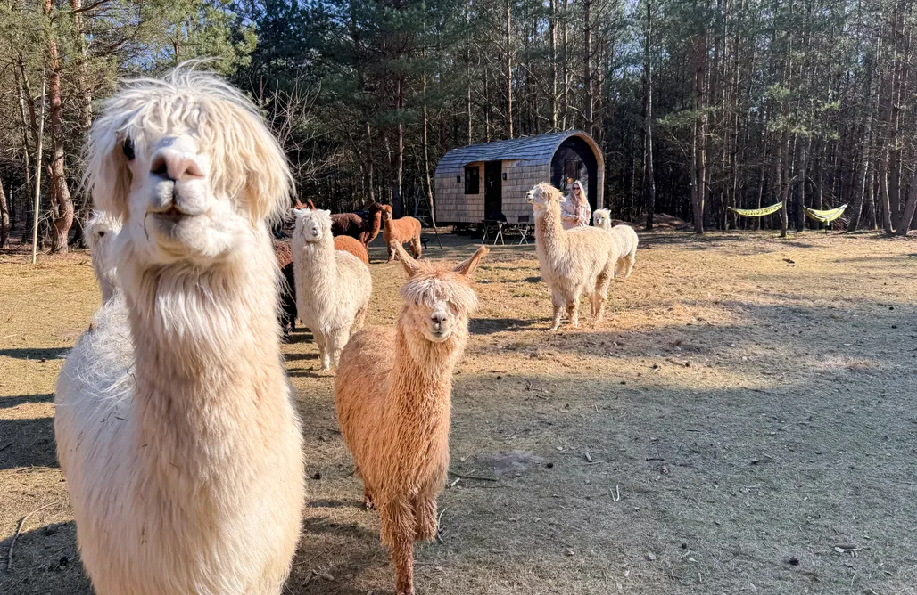 Rusinowo noclegi Domek w lesie z alpakami 3