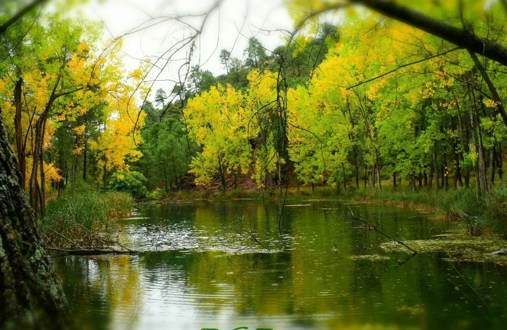 AlohaCamp Esmeralda 1