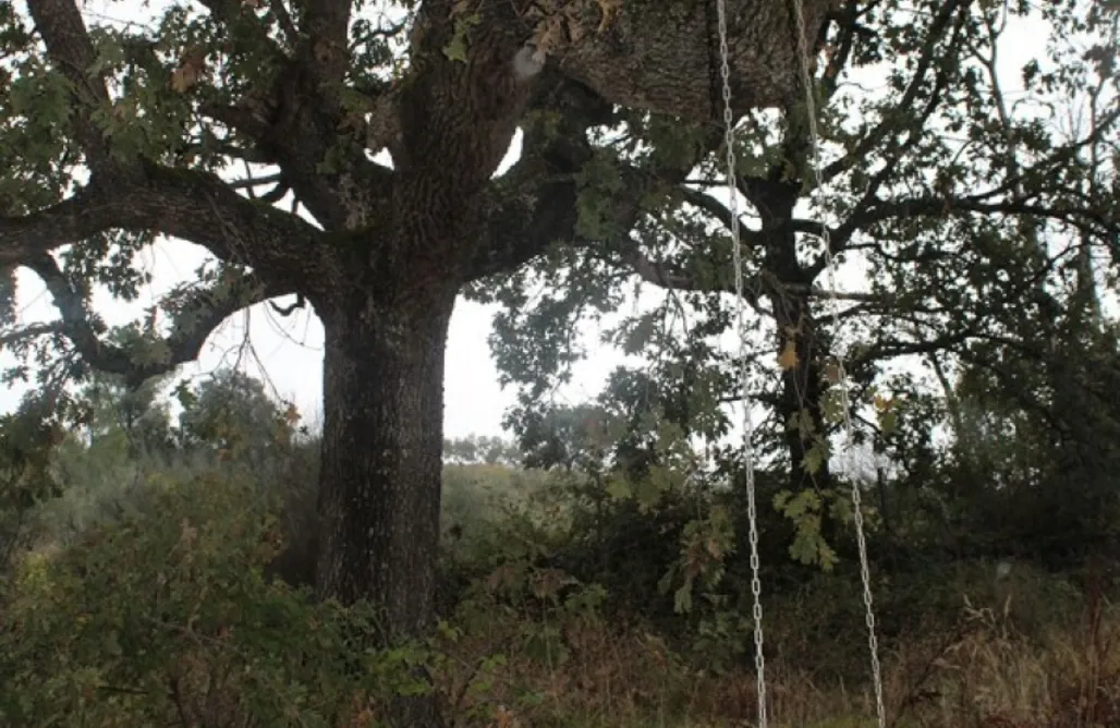 noclegi AlohaCamp Cabaña del bosque 1