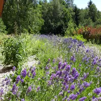 Anna gospodarz Księżycowa Dolina