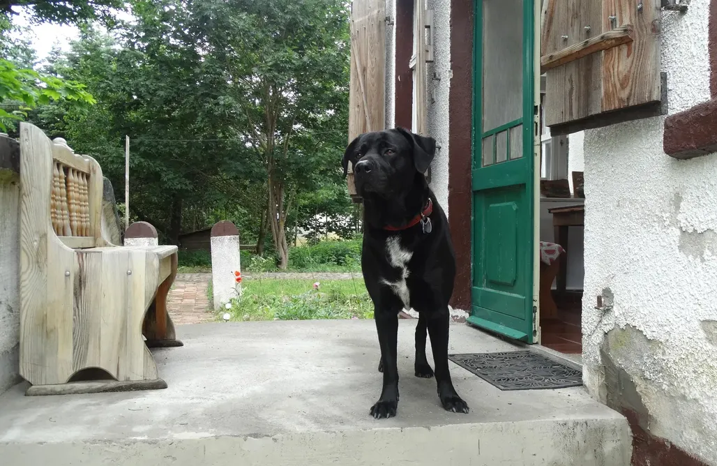 AlohaCamp pokój jeziorny 1