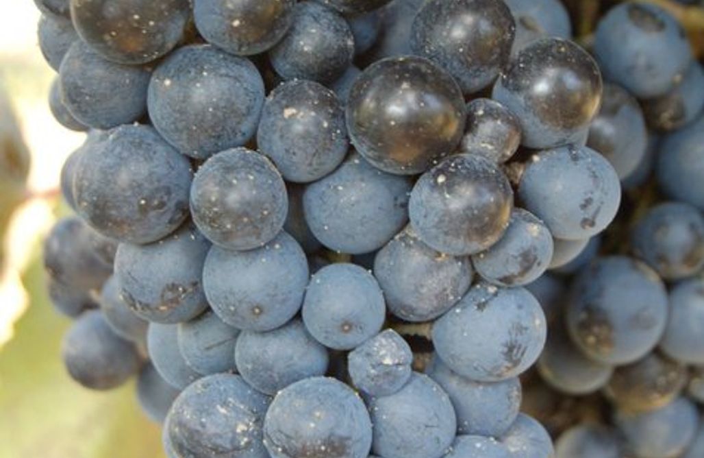 Pole namiotowe Sosnowiec Miejsce kamperowe - Winnica Wieczorków 1