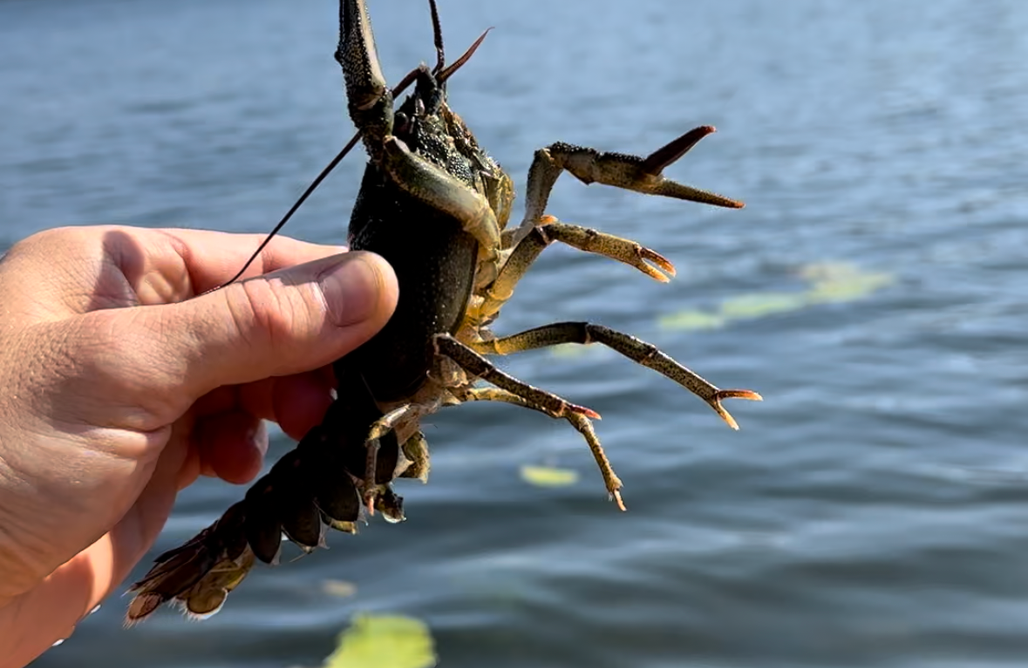 AlohaCamp Gaia-Mazury 1