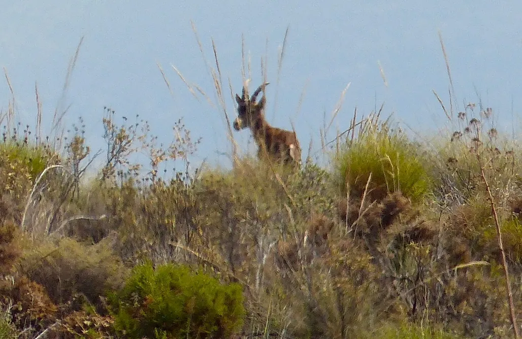 AlohaCamp Cerro del Pozo 1