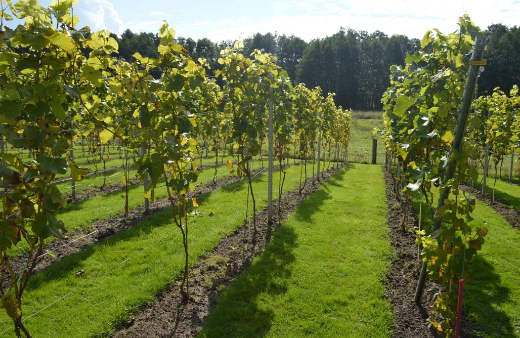 Hütte im Wald mieten Steinhuder Meer Romantische Mühlenkate 1