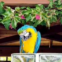 Isabelle propietario Le chalet mignon