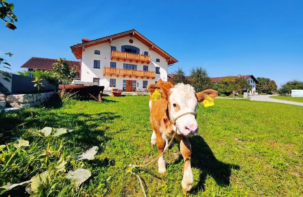 Hütte Im Wald Mieten Bayerischer Wald Gewölbe-Chalet am Schöberlhof 2