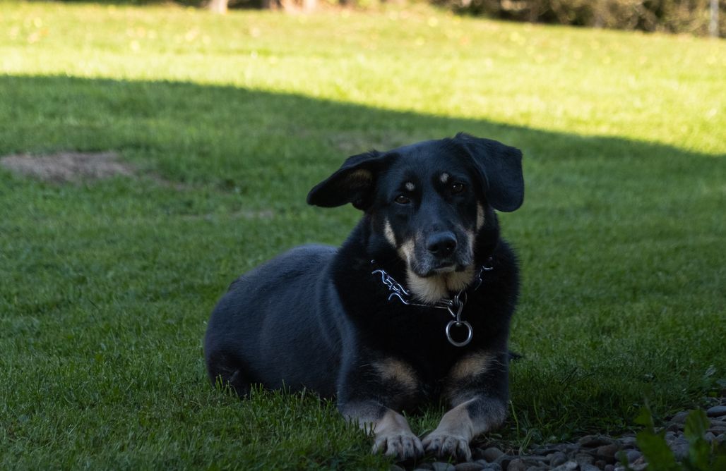 AlohaCamp Miejsce kamperowe 1