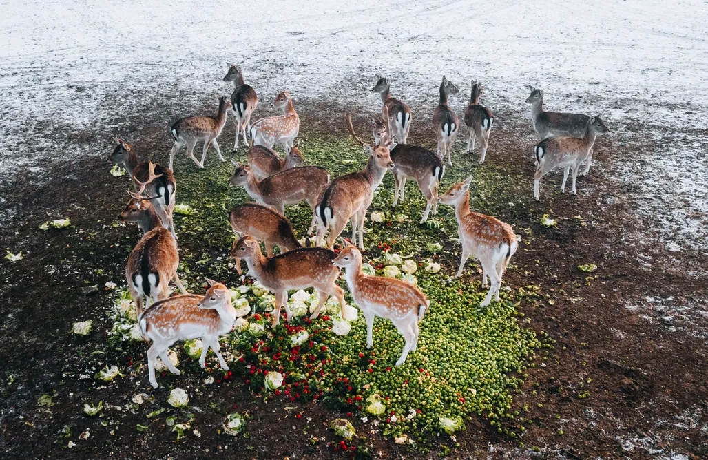 noclegi AlohaCamp Ranczo Targówka - Glampy 1