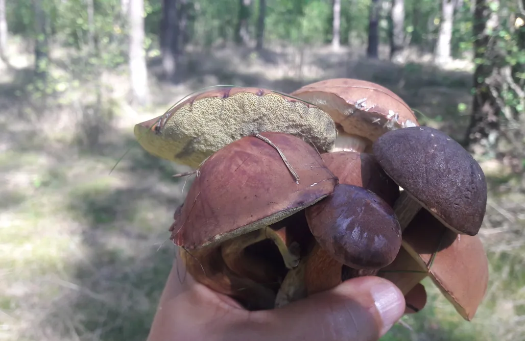 AlohaCamp Ptasie Siedlisko 1