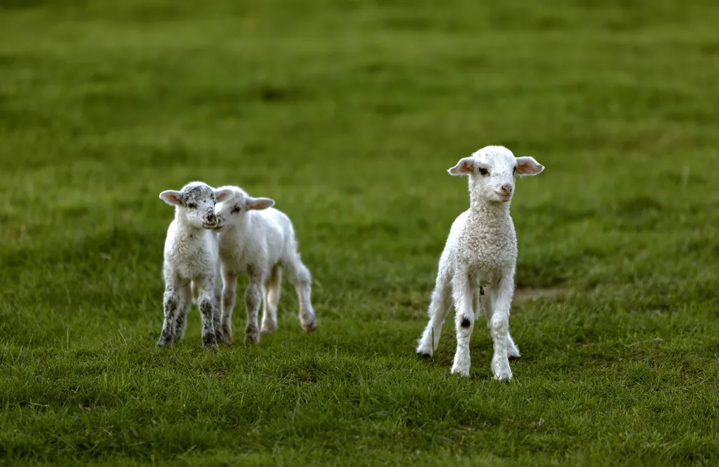 noclegi AlohaCamp Pasterska Chata  1