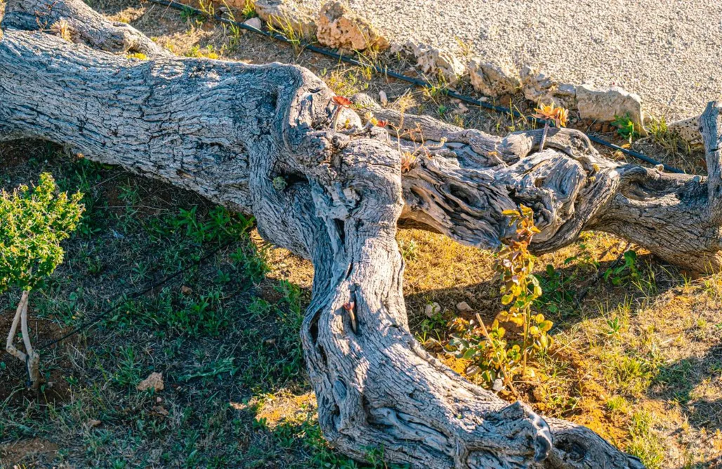 Alloggio AlohaCamp Agriturismo Tenuta Arbanoa 5