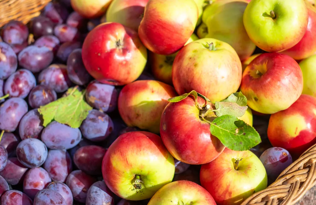 Kunterbunthof – Blaue Jurte unter Tannen (1 - 3 Pers.) AlohaCamp