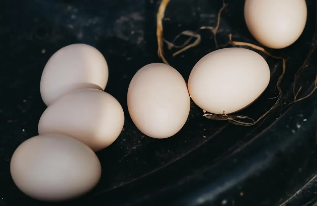 AlohaCamp Siedlisko Słoneczny Jar 1