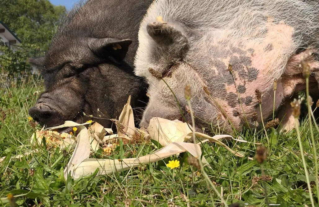 AlohaCamp Braunfels  1