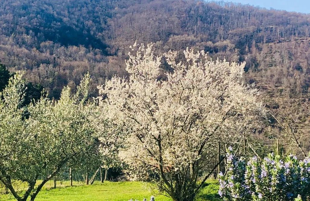 Alloggio AlohaCamp Resort con vista nel Chianti Rufina 5