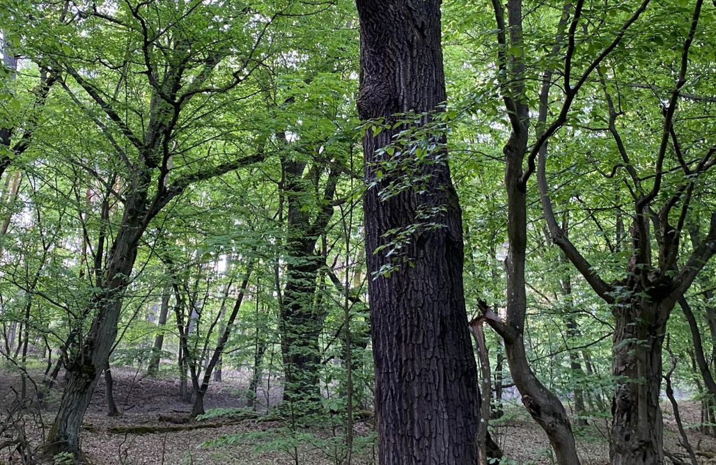 AlohaCamp accommodation Zielono Mi! Dom przy Puszczy Kampinoskiej 1