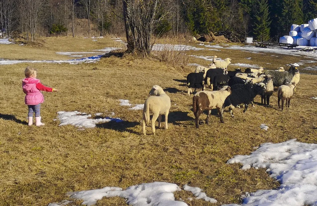 AlohaCamp Owca za płotem 1