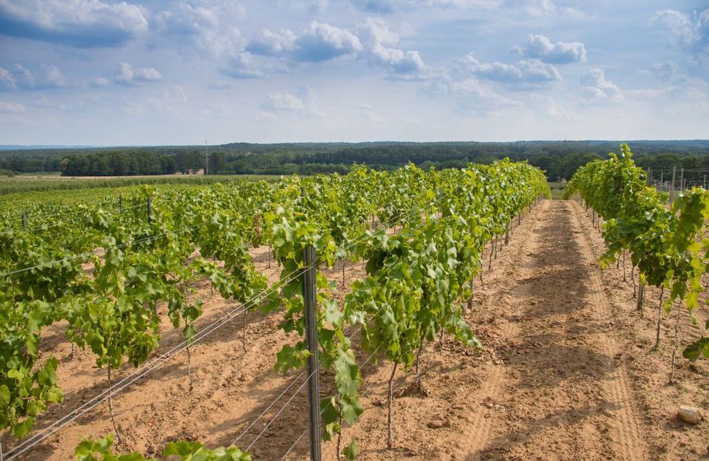 noclegi AlohaCamp Miejsce kamperowe - Winnica Anna 1