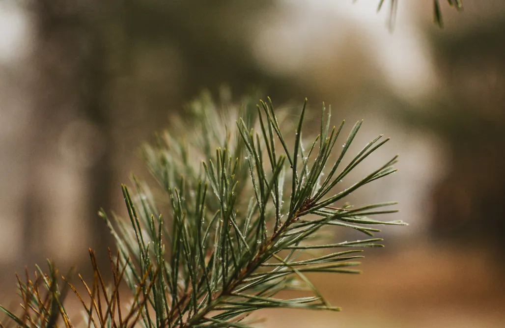 Romantyczny Domek Dla Dwojga Z Jacuzzi GreenWood Dom z jakuzzi i furtką do lasu 1
