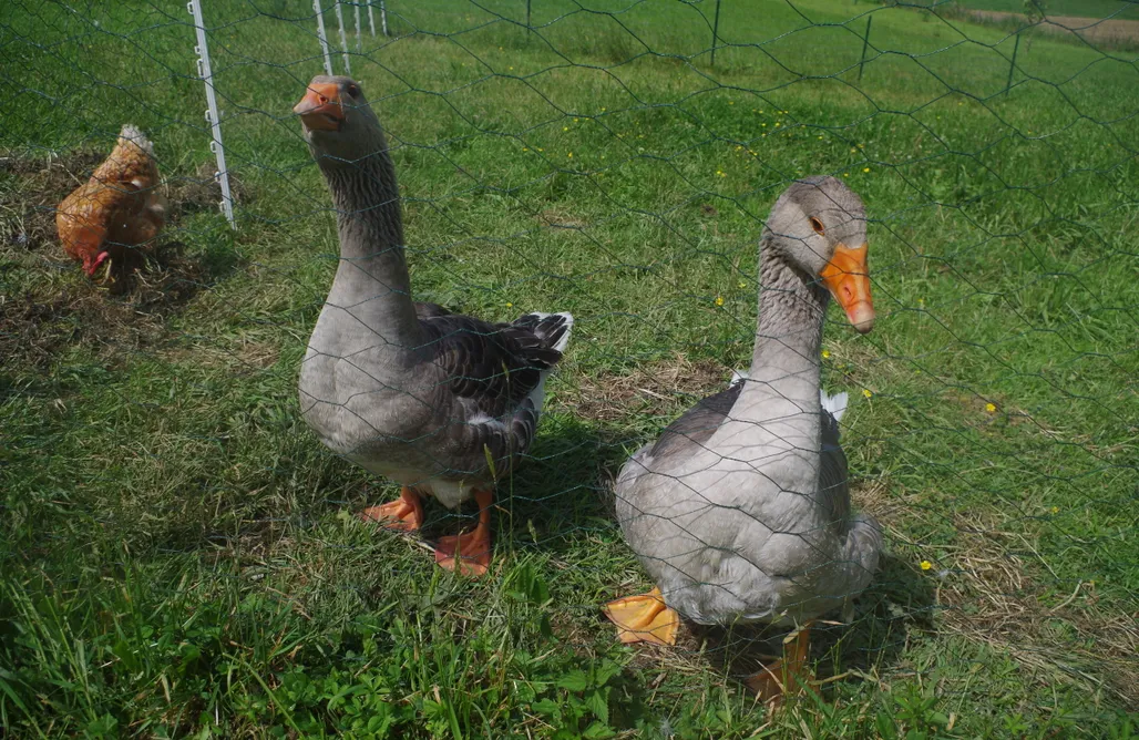 AlohaCamp Chambre baroque 4