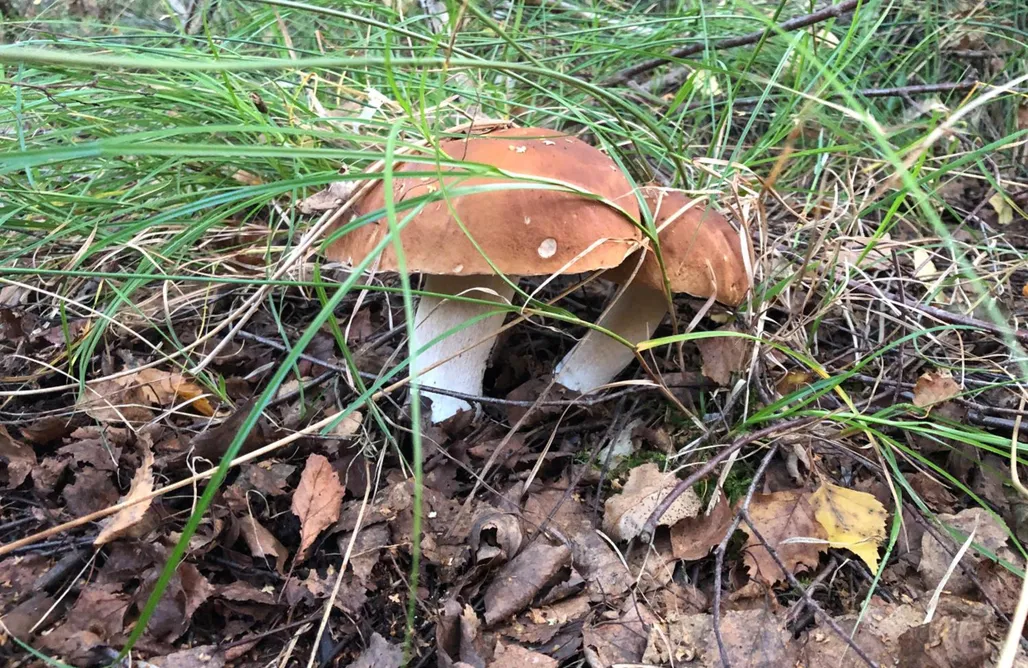 Camping Mobilheim Stava domy wypoczynkowe 1
