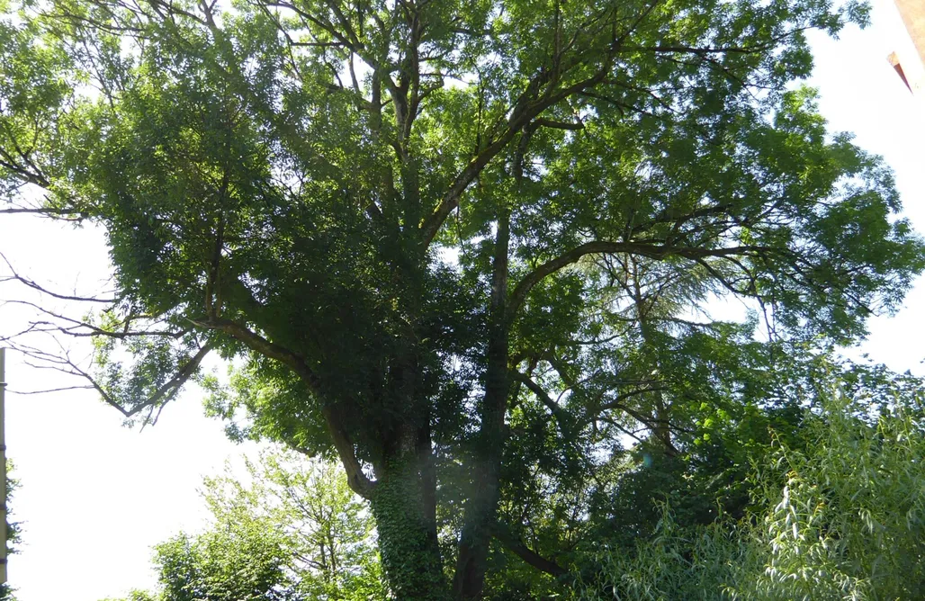 Urlaub mit Kindern Historischer Zirkuswagen "Sternenhimmel" mit Sauna 1