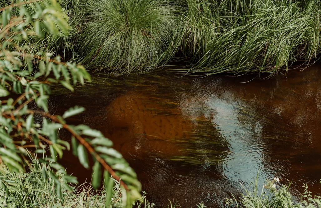 Alloggi AlohaCamp Domki na drzewie - Kołobrzeg - Sauna - PolanaGlamp 1